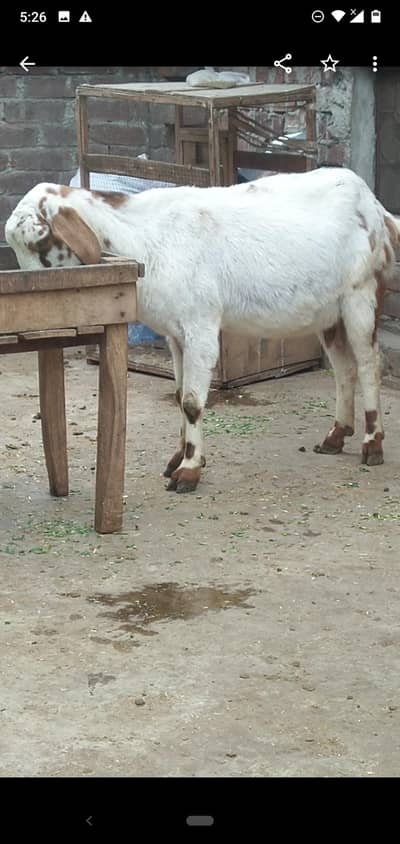 dasi bakri tadi gaban  03234438191