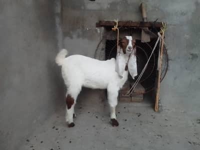 Sindhi Goat