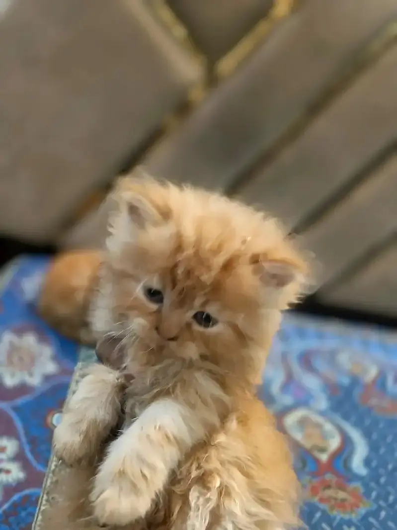 Persian kitten | Triple long coated | punch Face | Blue Eyes kittens — photo 7