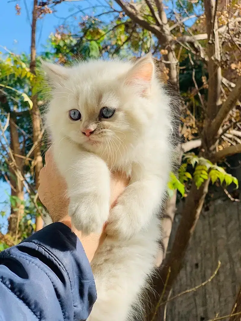 Persian kitten | Triple long coated | punch Face | Blue Eyes kittens — photo 10