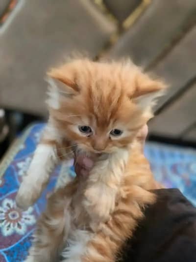 white Persian kitten|Triple long coated|punch Face|Blue Eyes kittens