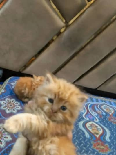 white Persian kitten|Triple long coated|punch Face|Blue Eyes kittens