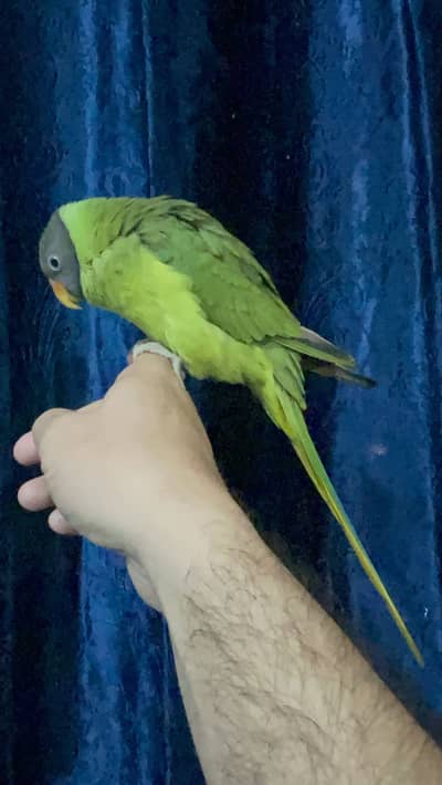 Betareen nasal ka toota hy