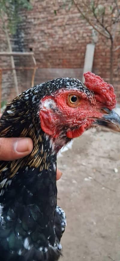 Pakistani|Thai|cross|breed