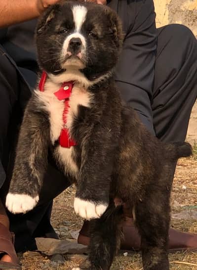 Alabai Dog| King Alabai | Alabai puppy| Alabai | Alabai