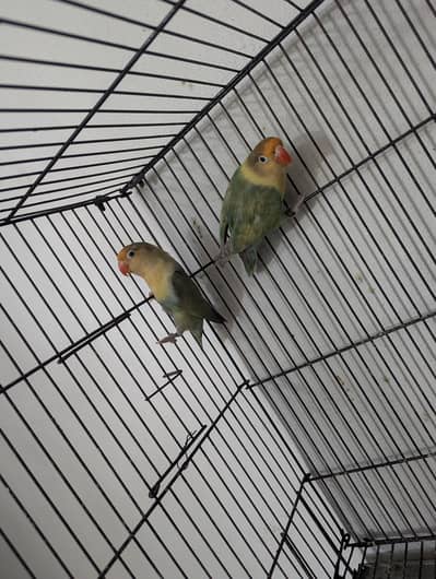 3 love birds breeder pairs