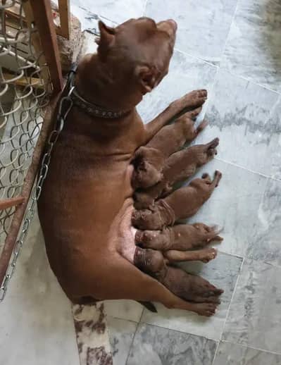 pure American pitbull terrier puppies