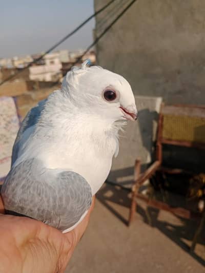 sentinel breaded male