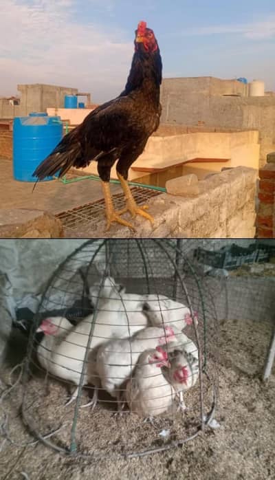 Mianwali aseel patha & Desi egg laying hens