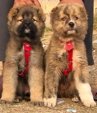 Afghan Kuchi | afghan Kochi dogs | best security dog | Alabai Puppies