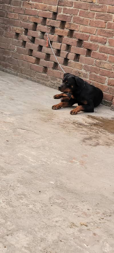 Rottweiler female