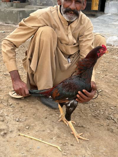 Aseel mianwali murga  full healthy