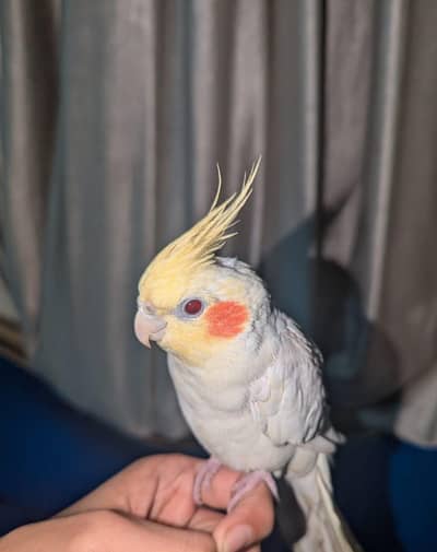 Handtame Lutino Cockatie l[SINGLE].          Pehle description parhe.