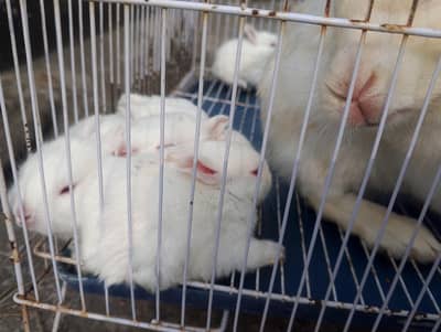 Rabbit white red eyes