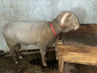 long tail Merino sheep