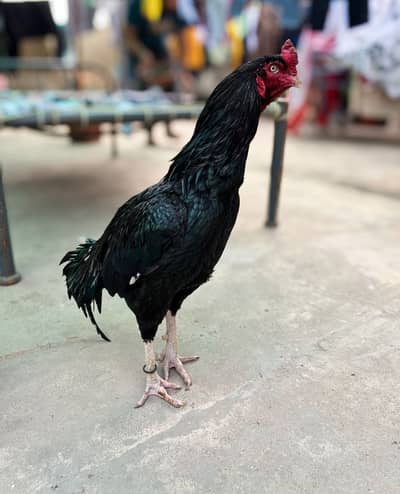 Mushka Aseel For sale