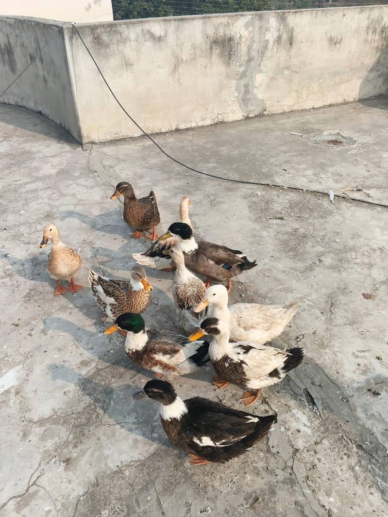 ducks 3