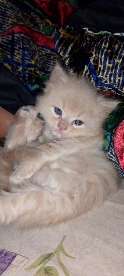 pure Persian kittens for sale