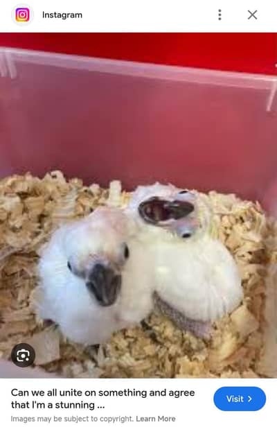 umbrella ka cartoon chicks for sale 03244452772