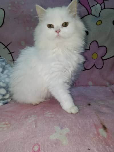 Persian kittens for sale (2 cats) urgent sale contact 03330211159