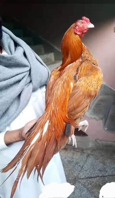 Peela pure Aseel Nayab Cheez band jor