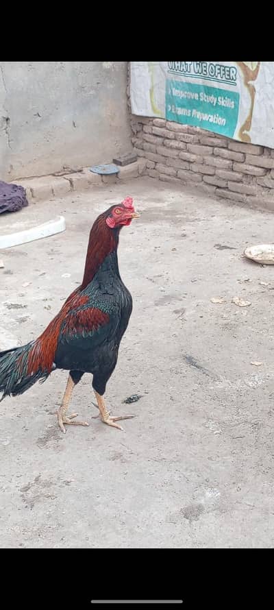 aseel murga 1 Sal ka