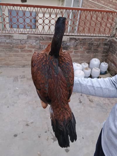 Aseel hens for sale beautiful and  healthy