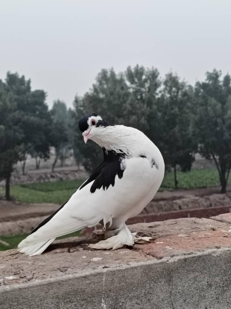 urgent sale - Pigeons - 1110120409