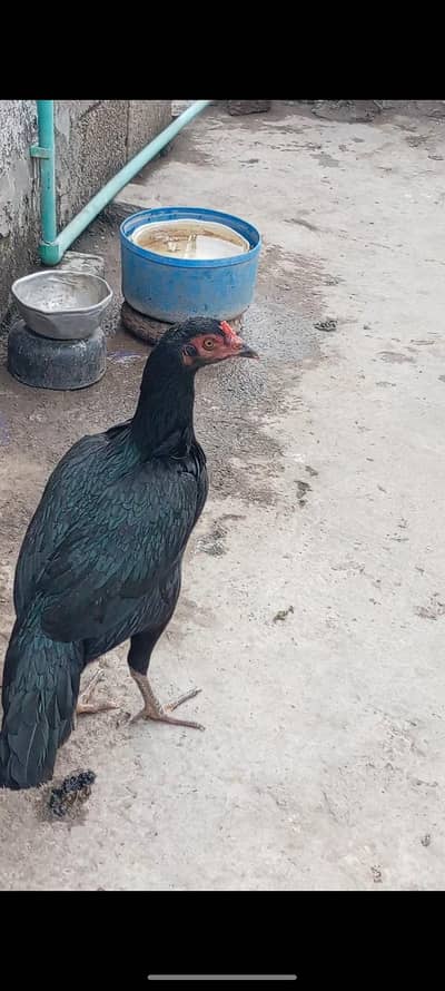 Lasani female for sale