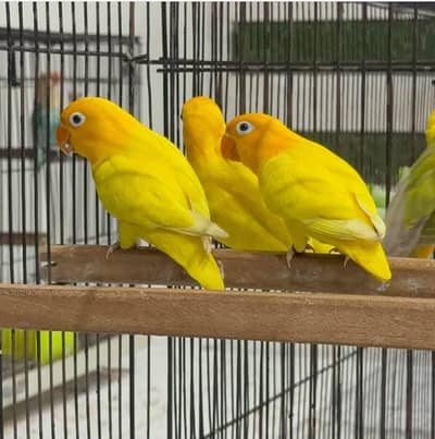 super tame ha kamal ki tame ha and breeder love bird pair bhi ha 3 egg