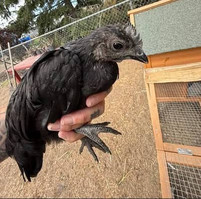 Ayam cemani Grey tongue 03056090090 Contact Only whatsApp