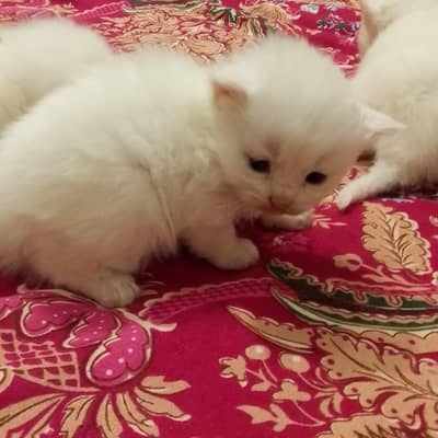 Turkish Angora- white rare kittens or baby cats
