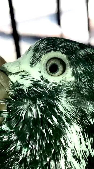 TEDDY & SIALKOTI KABOOTER AVAILABLE