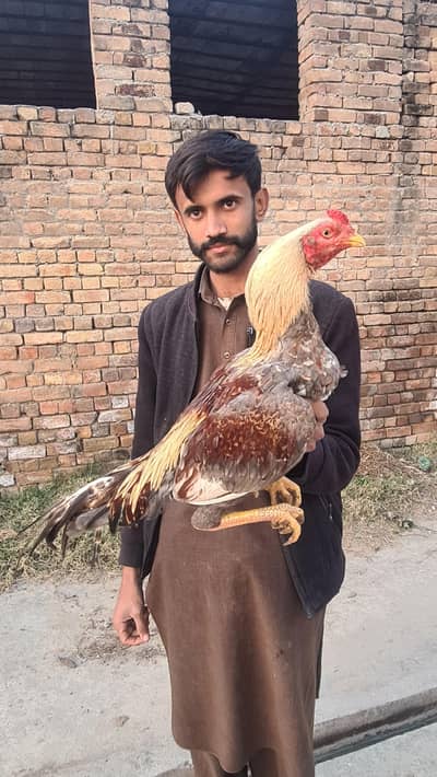 one eye aseel murga urgent sale  mohra 2800