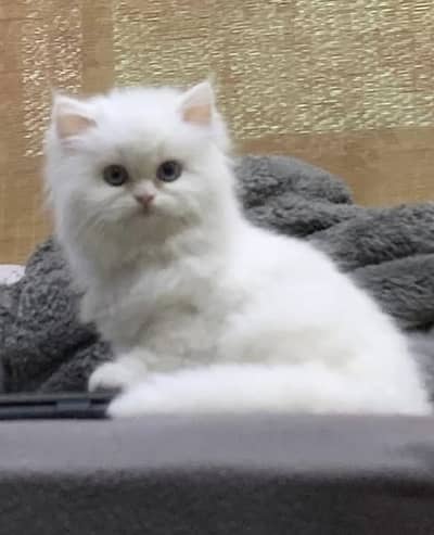 Triple coated Persian kitten