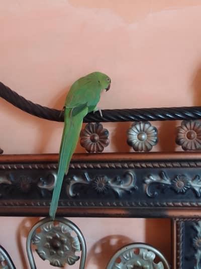 full hand tmp ringneck end so friendly behavior parrot