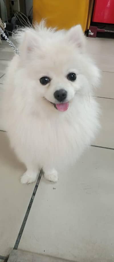 cat dog chatting in just 700 home visit par no charges