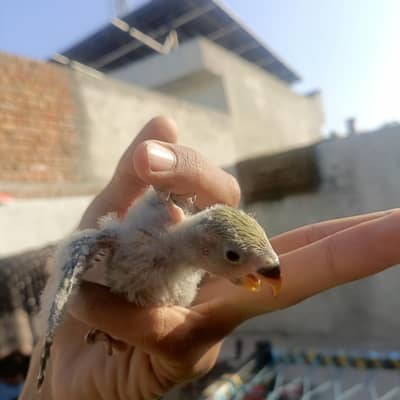 lovebird 1 chik fof sale