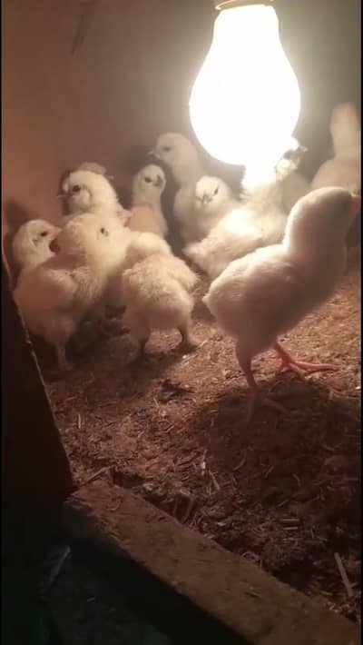 ko shamo,silky,coco polish, sebright,buff, sebright, Yokohama,