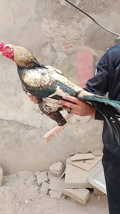 aseel murga mainwali