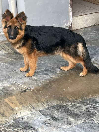 Playful German Shepherd Puppy