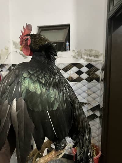 Urgent sale quality wala mushki bengum