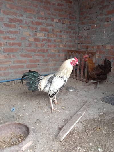 healthy hen for sale