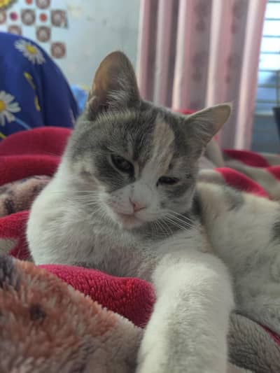 Beautiful 5-Month-Old Dilute Calico Kitten