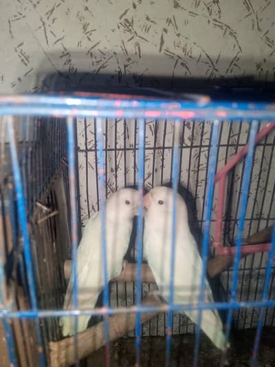 pakitti samnabad lahore