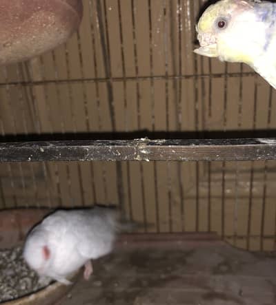 Pta nh konsi ha ek australian hai or ek kpi churiya hai