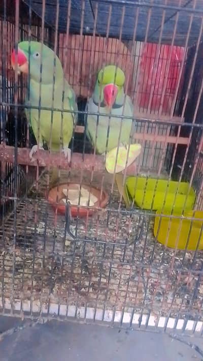 Full Jumbo Raw  5 pairs for sale