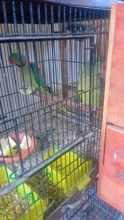 Full Jumbo Raw  5 pairs for sale