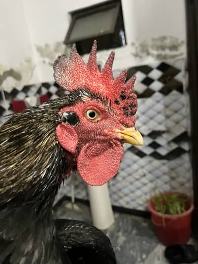 Quality bengum mushka