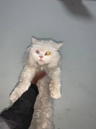 White Persian Cat , with Odd eyes  , Full Of Hairs